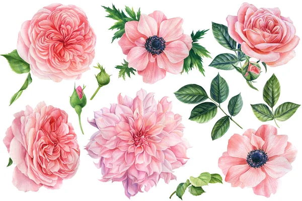 Hermosas flores. Conjunto de dibujos botánicos sobre un fondo blanco aislado. Acuarela anémonas rosa, rosas, dalias — Foto de Stock