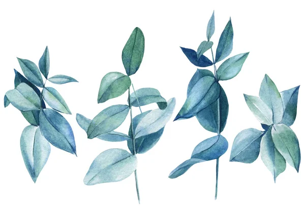 Eucalyptus bladeren op een witte achtergrond. Aquareltekening — Stockfoto