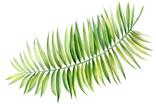 Palmblatt auf weißem Hintergrund. Aquarellzeichnung — Stockfoto