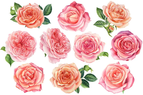 Set of flowers, pink roses, on a white background. Watercolor botanical illustration. — Stock Photo, Image