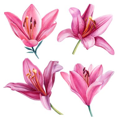 Beyaz arka planda zambak seti. Suluboya botanik çizimi.