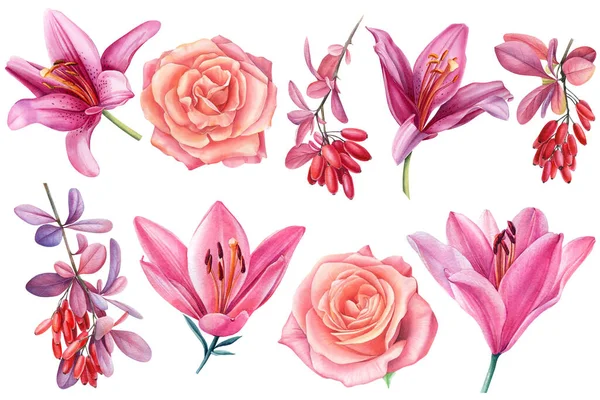 Set di fiori rose, gigli, bacche di crespino su sfondo bianco. Illustrazione botanica acquerello. — Foto Stock