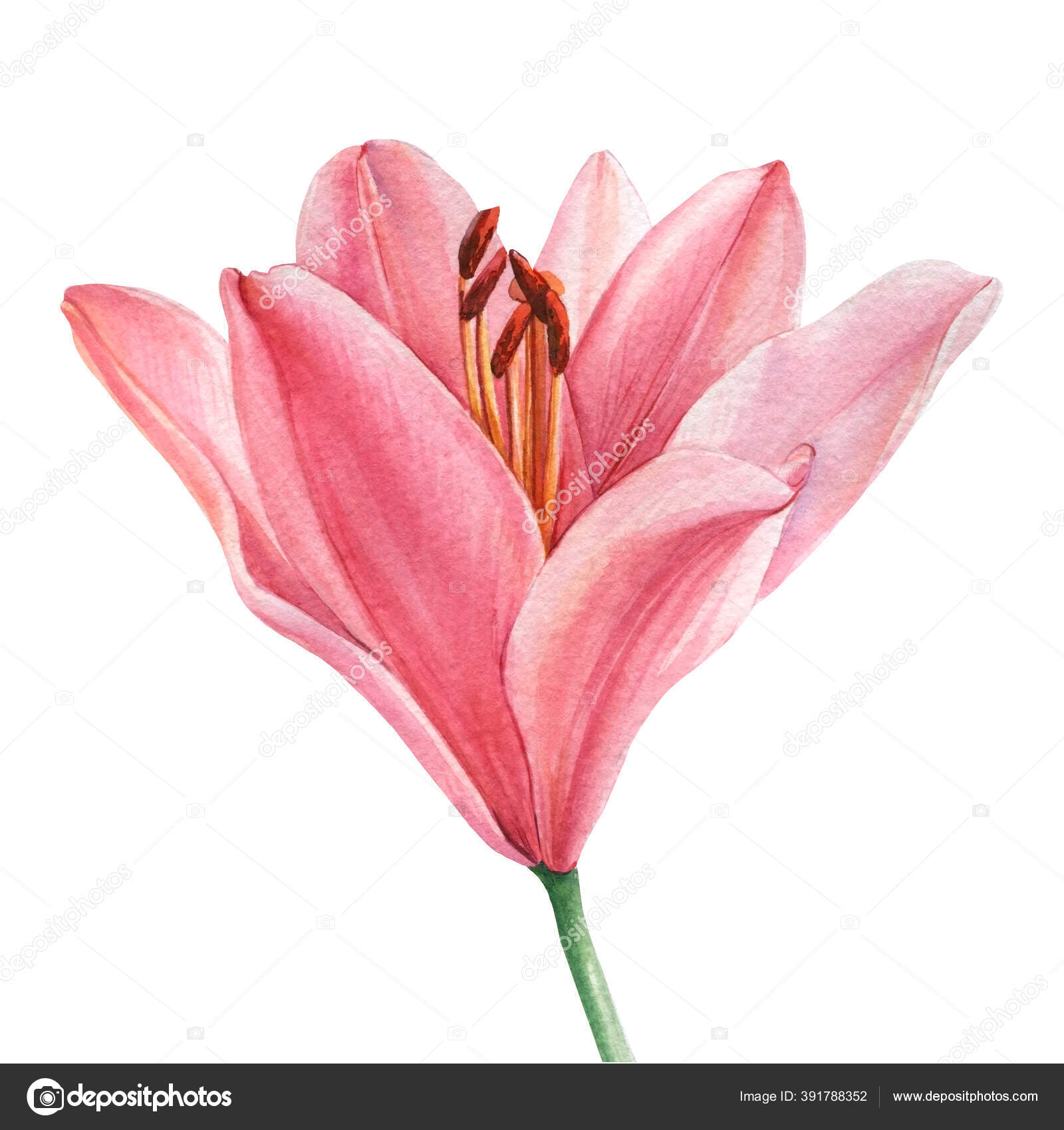 粉红百合 白色背景 水彩画 图库照片 C Gringoann 粉红百合 白色背景 水彩画 图库照片 C Gringoann