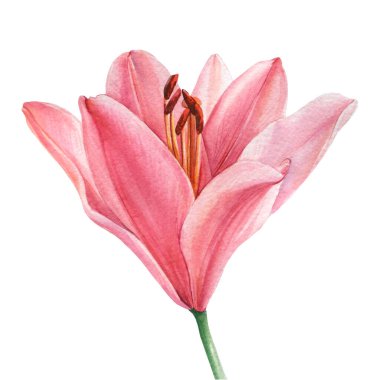 Beyaz arka planda pembe zambak. Suluboya çizimi