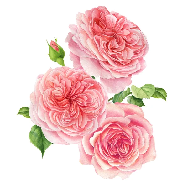 Buquê de flores em um fundo branco. Aquarela delicadas flores rosa rosas — Fotografia de Stock