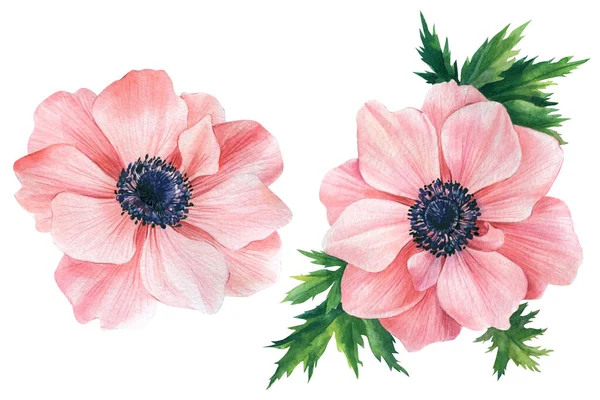 Flores elegantes em um fundo isolado branco. Ilustração em aquarela, conjunto de anêmonas rosa . — Fotografia de Stock