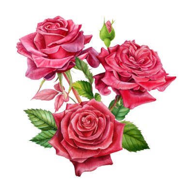 Güzel bir buket çiçek, izole, beyaz bir zemin üzerinde kırmızı gül suluboya resim, botanik kart