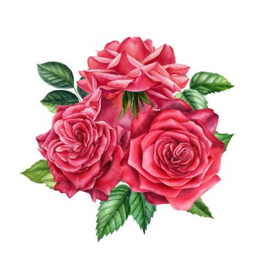 Bir buket çiçek. İzole edilmiş beyaz arka planda kırmızı gül. Suluboya el çizimi.
