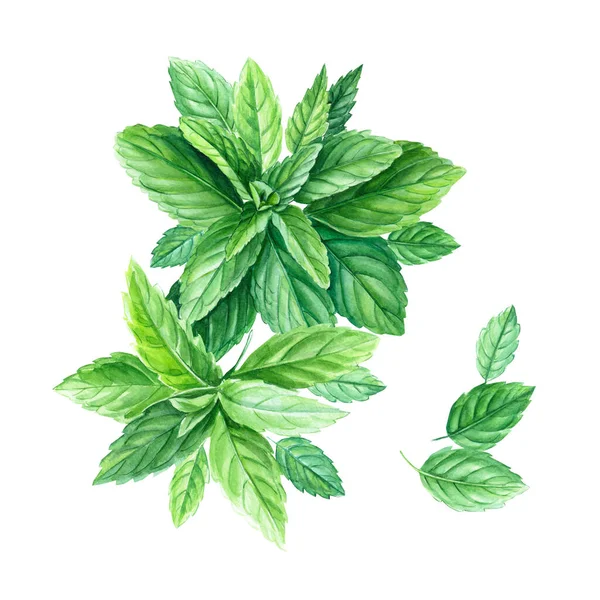 Peppermint leaves and branches, watercolor painting, on isolated background — Stock Photo, Image