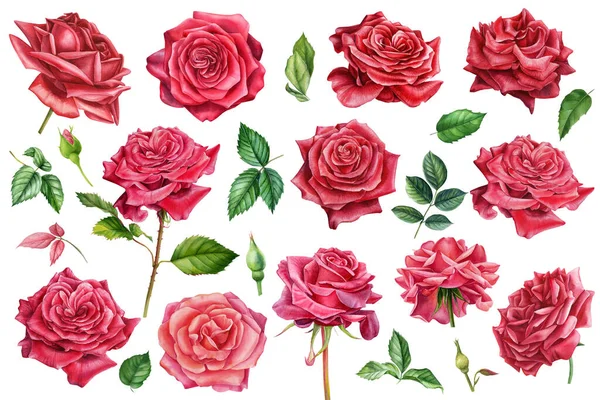 Τριαντάφυλλο λουλούδια σε απομονωμένο λευκό φόντο, ακουαρέλα ζωγραφική, σύνολο στοιχείων, κλιπ — Φωτογραφία Αρχείου
