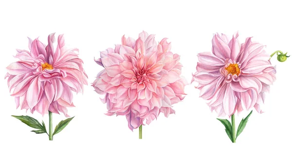 Eleganta dahlior uppsättning rosa blommor på isolerad vit bakgrund, akvarell illustration, samling, gratulationskort — Stockfoto