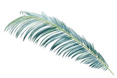 Egzotik tropik palmiye yaprağı. Botanik illüstrasyon beyaz arkaplanda izole nesneler