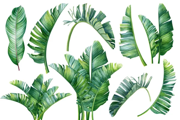 Tropické palmové listy na izolovaném bílém pozadí, sada akvarelových prvků, botanická ilustrace. Ručně malováno — Stock fotografie