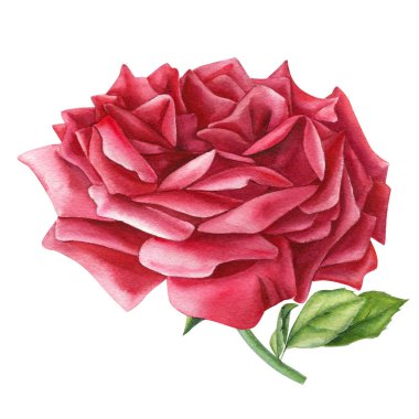 İzole arka planda kırmızı gül, suluboya el çizimi.