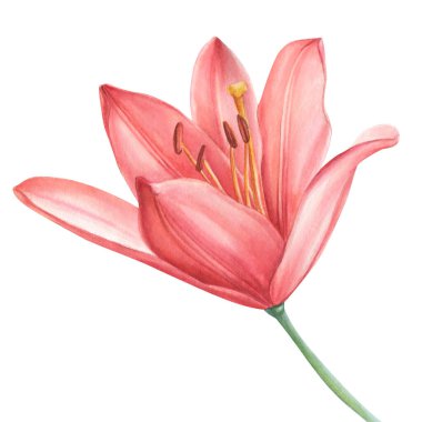 İzole edilmiş beyaz arkaplanda zarif zambak, suluboya resimleme, tebrik kartı