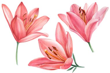 Zarif zambaklar, soyutlanmış beyaz arka planda pembe çiçekler suluboya illüstrasyon, koleksiyon, tebrik kartları.