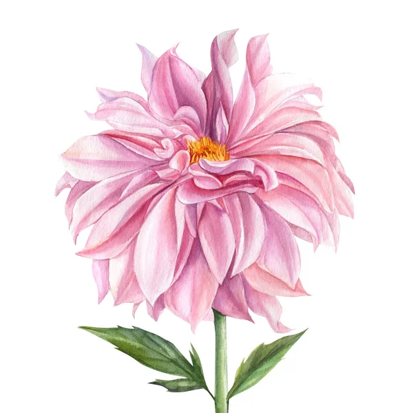 Illustrazione botanica. Elegante dalia di fiore rosa su sfondo bianco isolato, illustrazione ad acquerello — Foto Stock