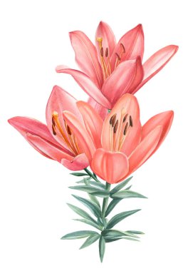 Nilüfer çiçekli bir dal, izole edilmiş beyaz bir arkaplana yakın plan, suluboya botanik 