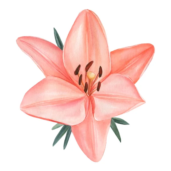 Lírio flor desenhada de perto no fundo branco isolado, aquarela ilustração botânica — Fotografia de Stock