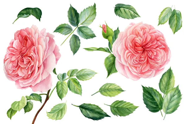 Складається з квітів, гілок, листків рожевих англійських троянд. Червоний колір руки, ізольовані об'єкти на білому тлі — стокове фото