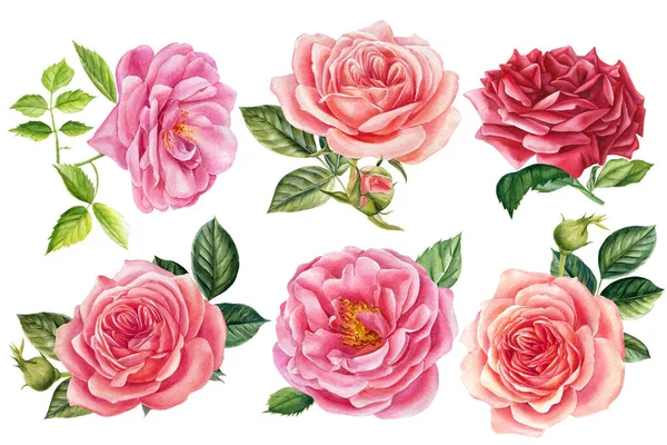 Flores de rosas rosa, folhas, elementos florais aquarela em um fundo branco isolado, desenho à mão — Fotografia de Stock
