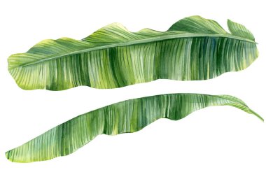 Beyaz arka planda yeşil muz yaprakları. Suluboya botanik çizimi