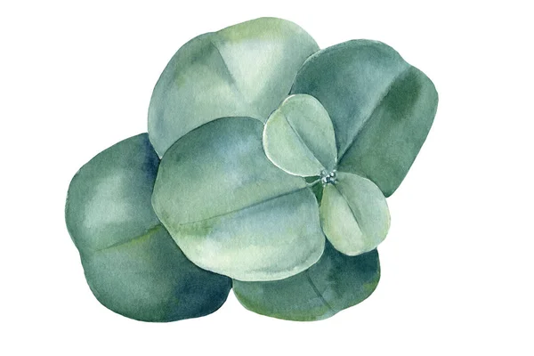 Eucalyptus κλαδί floral στοιχεία που έχουν σχεδιαστεί σε ένα απομονωμένο λευκό φόντο, ακουαρέλα κλιπ, χέρι σχέδιο — Φωτογραφία Αρχείου