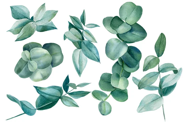 Ensemble de feuilles d'eucalyptus, éléments floraux sur un fond blanc isolé, clipart aquarelle, dessin à la main — Photo