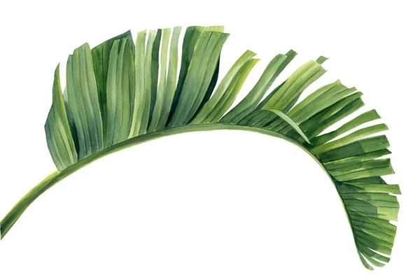 Hoja de palma tropical sobre fondo blanco. Acuarela pintada a mano, ilustración botánica — Foto de Stock
