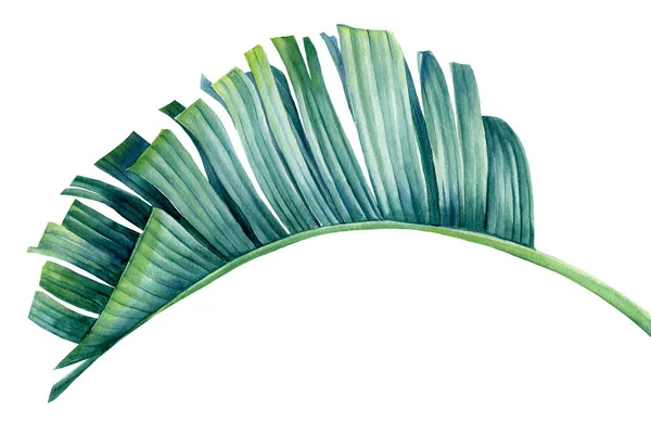 Hoja de palma azul sobre fondo blanco. Acuarela pintada a mano, ilustración botánica — Foto de Stock