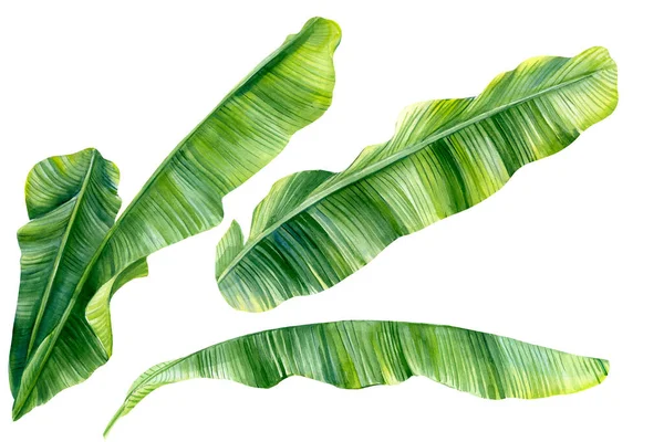Σύνολο πράσινων φύλλων φοίνικα μπανάνα σε λευκό φόντο. Υδατογραφία χέρι ζωγραφισμένα, βοτανική απεικόνιση — Φωτογραφία Αρχείου
