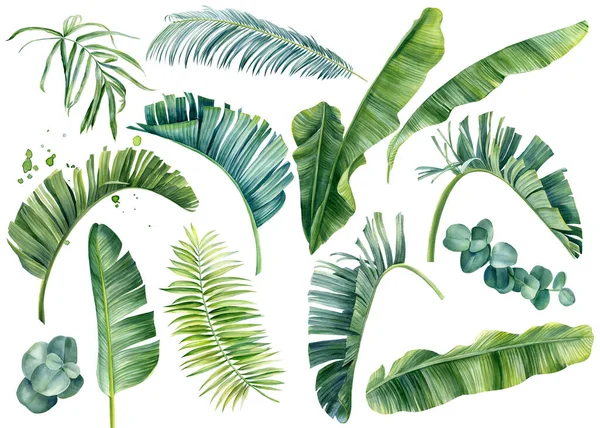 白い背景に植物の熱帯のセット。水彩手描き、夏のクリップアート、ヤシの葉 — ストック写真