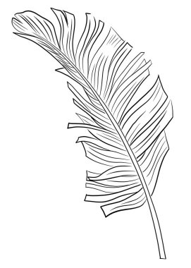 Beyaz arkaplan ve boyama kitabına göre çizilmiş tropikal palmiye yaprağı