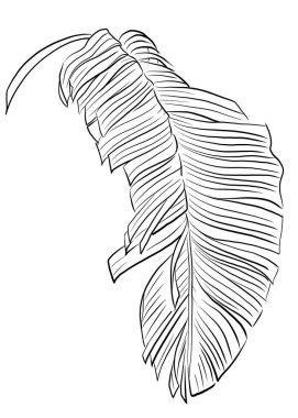 Beyaz arkaplan ve boyama kitabına göre çizilmiş tropikal palmiye yaprağı