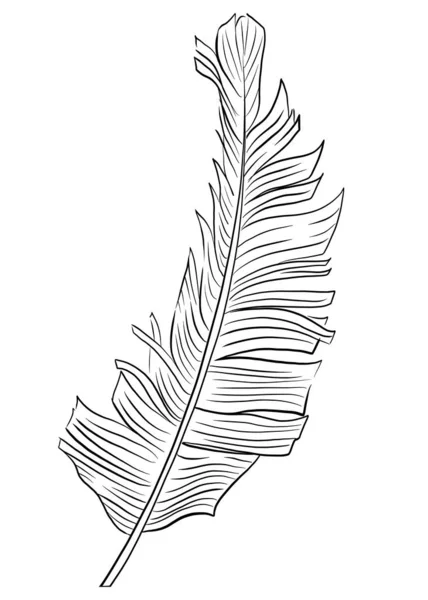 Målarbok Tropiska palmblad ritade av linje inställd på vit bakgrund. — Stockfoto
