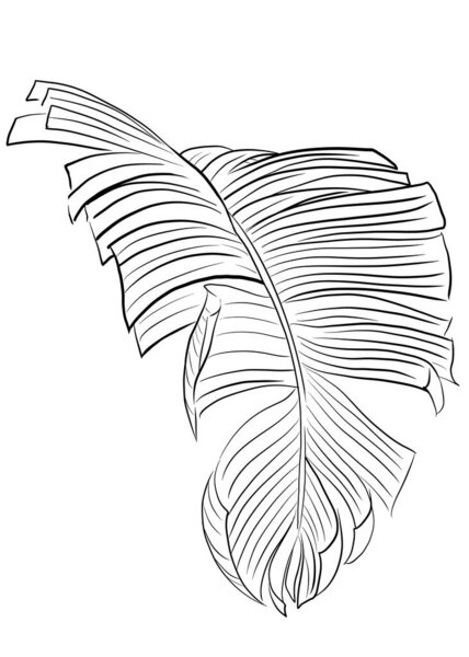 Тропический пальмовый лист, нарисованный линией, установленной на белом фоне, раскраска книги