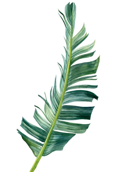 Hoja de palma tropical sobre fondo blanco. Ilustración botánica en acuarela, clipart de verano. Hoja de Strelitzia — Foto de Stock