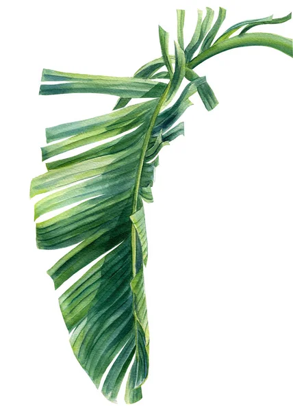 Foglie di palma tropicale impostato su sfondo bianco. Acquerello dipinto a mano, clipart estate — Foto Stock