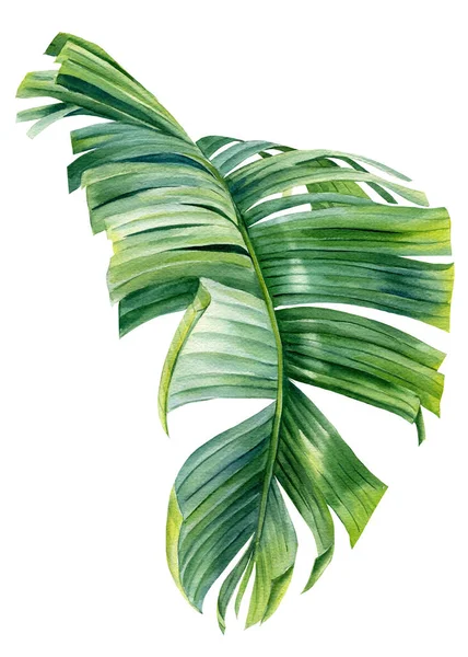 Τροπικό φύλλο φοίνικα σε λευκό φόντο. Υδατογραφία βοτανική απεικόνιση, καλοκαίρι κλιπ. Φύλλα Strelitzia — Φωτογραφία Αρχείου