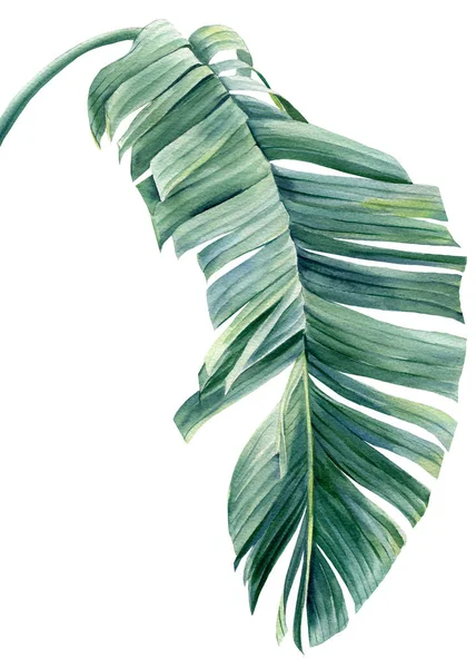 Foglia di palma tropicale su sfondo bianco. Illustrazione botanica ad acquerello, clipart estivo. Foglia di Strelitzia — Foto Stock