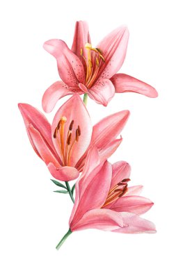 İzole edilmiş beyaz arkaplan üzerine zambak çiçekleri çizilmiş buket, suluboya botanik illüstrasyon