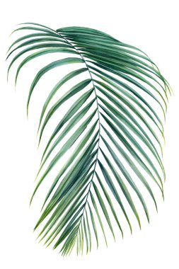 Beyaz arka planda tropik palmiye yaprağı. Suluboya elle boyanmış resimler, yaz baskısı.