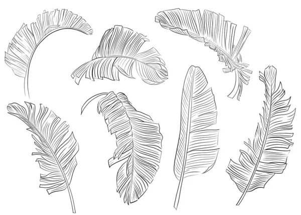 Тропические пальмовые листья, нарисованные линией на белом фоне, раскраска книги — стоковое фото
