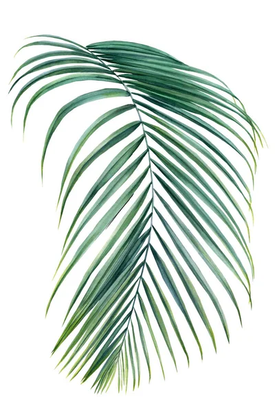 Tropical palm leaf on white background. Watercolor hand-painted illustration, summer print