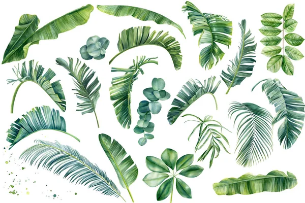 Set foglie tropicali impostato su sfondo bianco. Acquerello dipinto a mano, giungla clipart — Foto Stock