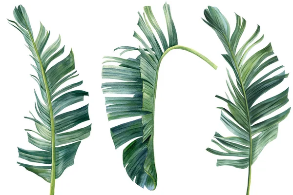 Foglie tropicali di palme su sfondo bianco. Illustrazione ad acquerello disegno della giungla, set di piante — Foto Stock