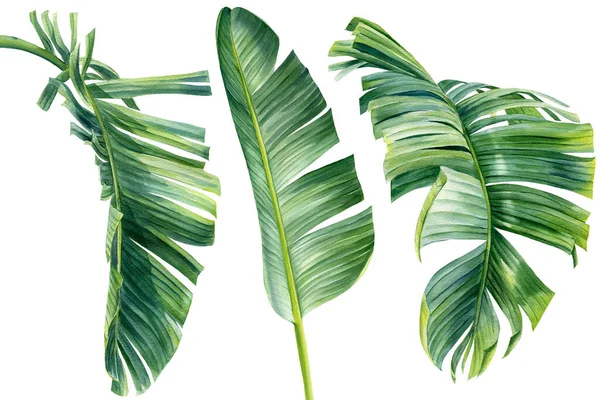 Acuarela Colección de hojas tropicales, aisladas sobre fondo blanco. hoja de palma, clipart selva — Foto de Stock