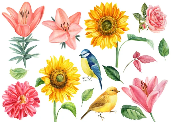 Zestaw kwiatów róża, dahlia, słoneczniki, lilia i ptaki titmouse, kanarek, białe tło, akwarela ilustracja — Zdjęcie stockowe