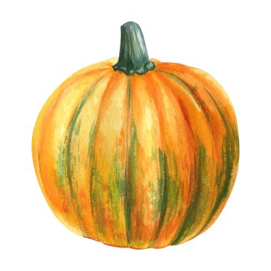 İzole edilmiş beyaz zemin üzerinde sonbahar olgunlaşmış balkabağı, suluboya çizimi, el çizimi