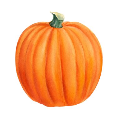 İzole edilmiş beyaz arka planda Cadılar Bayramı portakalı olgun balkabağı, suluboya çizimi, el çizimi